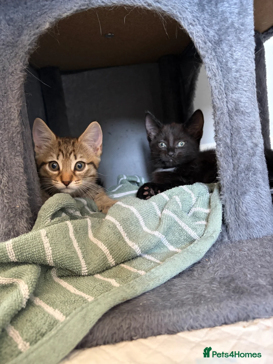 Russian Blue cats for sale: Russian blue x domestic kittens - Advert 9