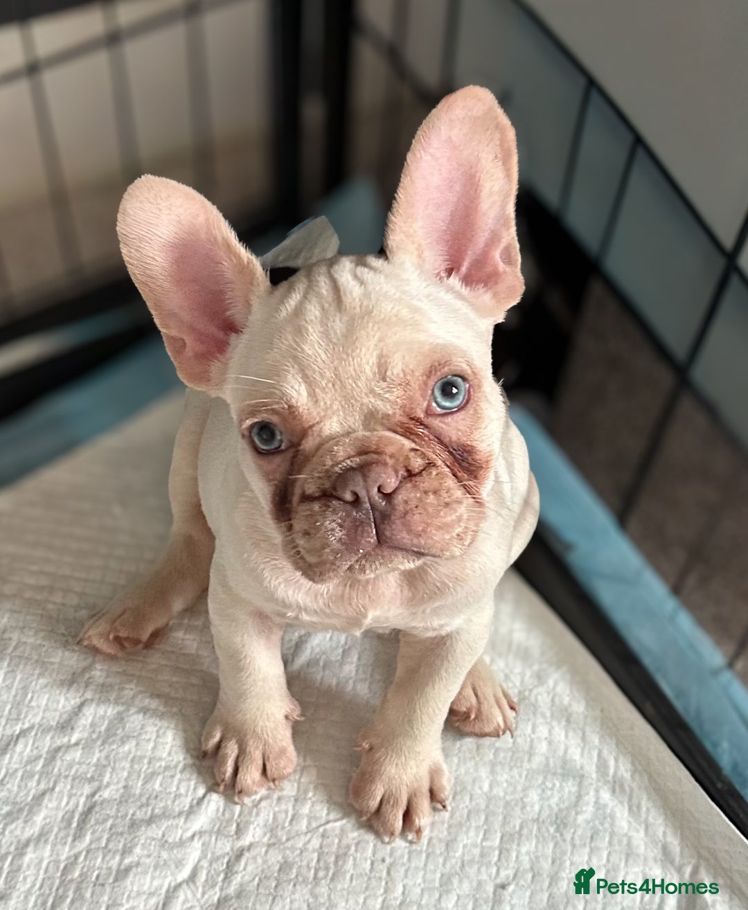 French Bulldog dogs for sale: READY NOW!! KC registered French bulldogs - Image 30