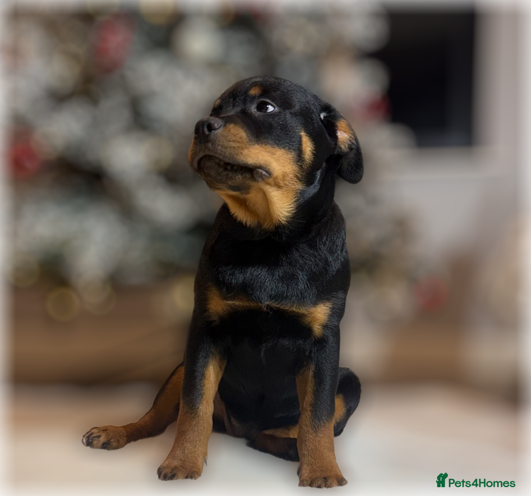 Rottweiler dogs for sale: ROTTWEILER PUPPIES. KC REGISTERED. FREE INSURANCE. - Advert 28