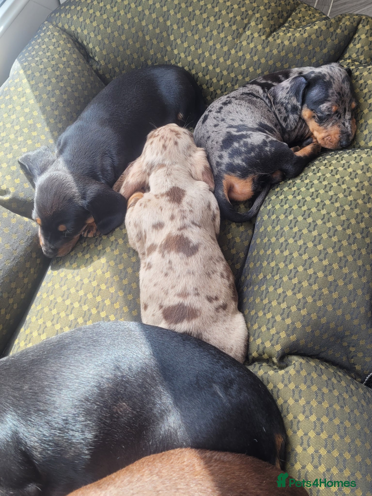 Miniature Dachshund dogs Beautiful KC Registered Miniature Dachshund Girls - Advert 1