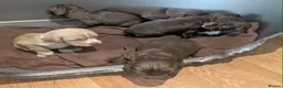 Cocker Spaniel dogs for sale: W/T Pedigree Cocker Spainels  - Advert 10