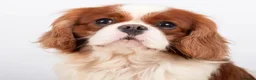 Cavalier King Charles Spaniel dogs for sale: KC Reg Health Tested Cavalier Puppies born 3/9 - Advert 20