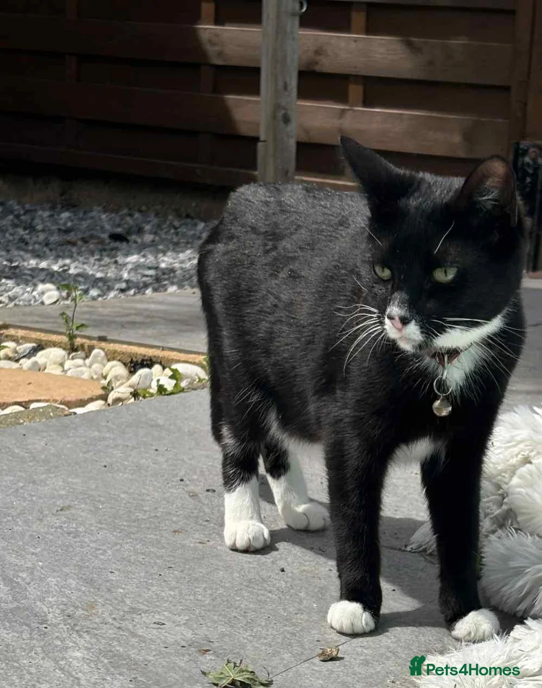 Mixed Breed cats for sale: Looking for a loving home for cat  - Advert 1