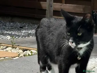 Mixed Breed cats !!Free!! Looking for a loving home for cat - Advert 12
