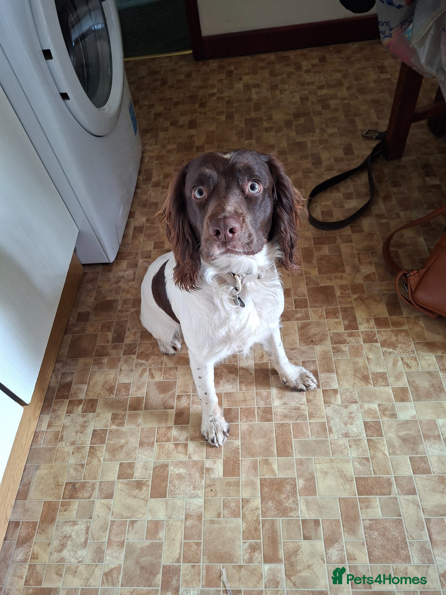 English Springer Spaniel dogs Liver/white KC registered springer stud to prove - Advert 22