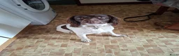 English Springer Spaniel dogs for stud: Liver/white KC registered springer stud - Advert 1