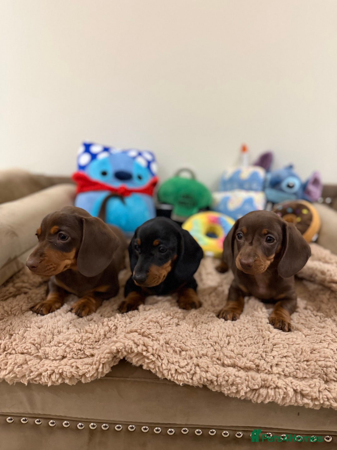 Miniature Dachshund dogs for sale: Gorgeous Miniature Dachshund boys - Advert 6