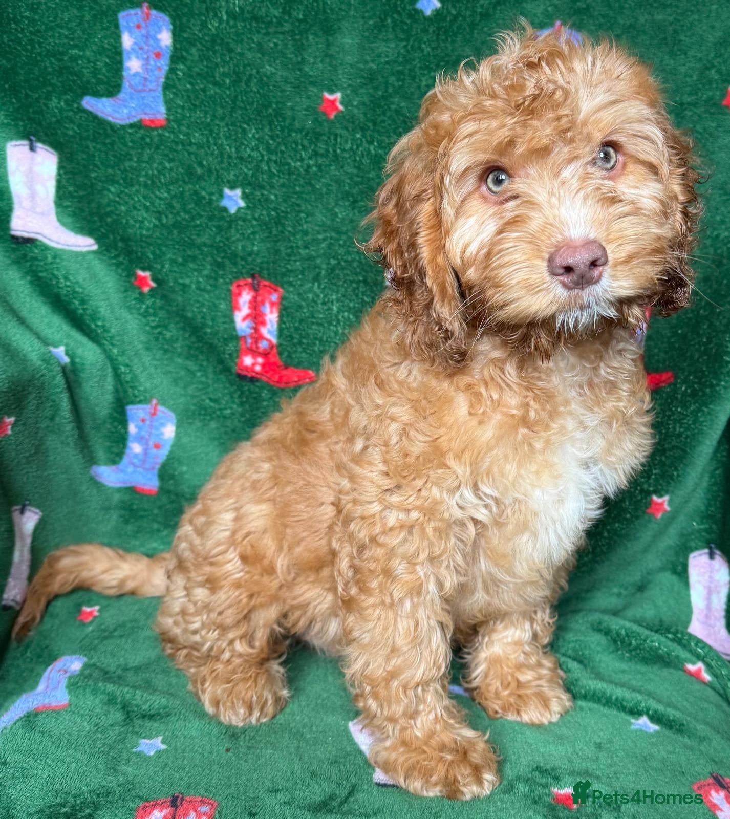 Cockapoo dogs F1 mini cockapoo boy 30 dna health tested clear  - Advert 1