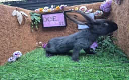 Continental Giant rabbits for sale: Pure Continental Giant Vaccinated  - Image 30