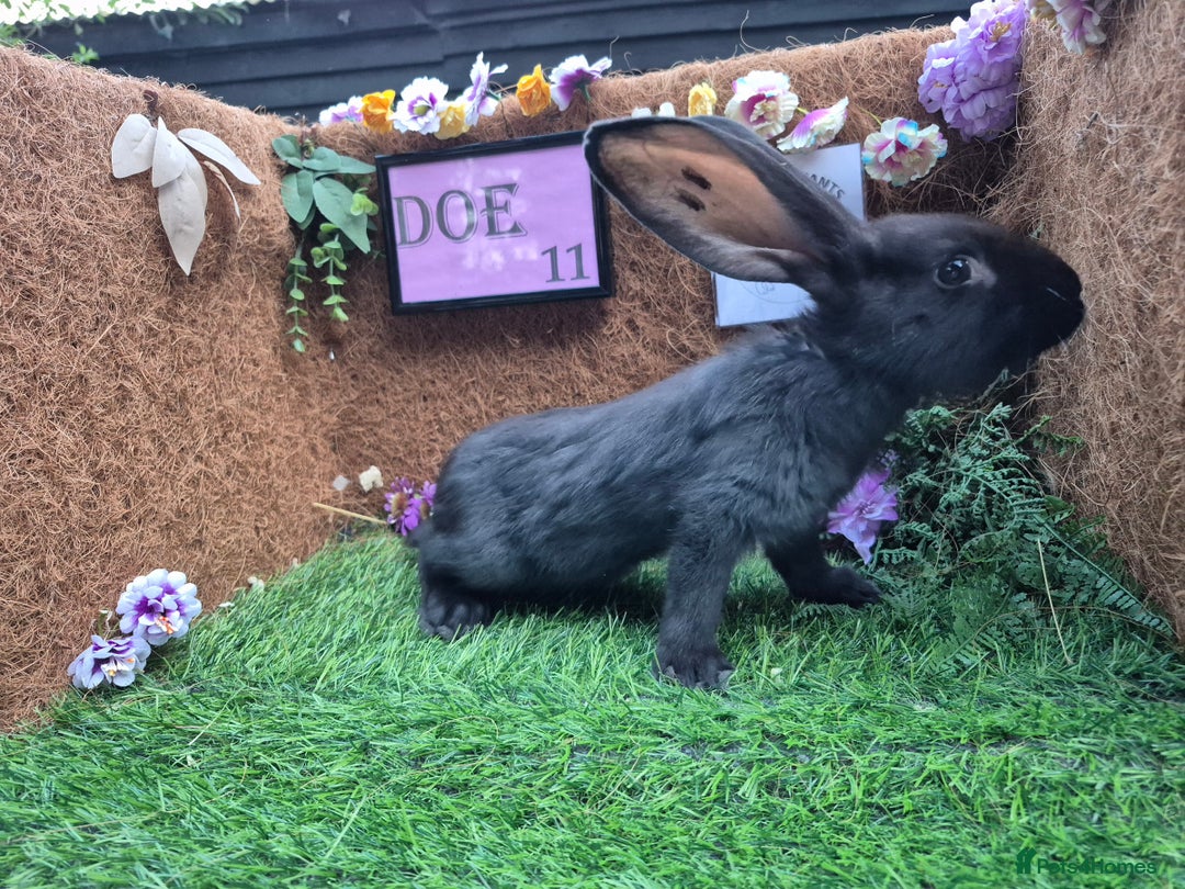Continental Giant rabbits for sale: Pure Continental Giant Vaccinated  - Image 30