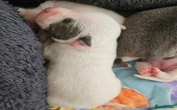 Staffordshire Bull Terrier dogs for sale:  Unique Classic Markings - Image 17