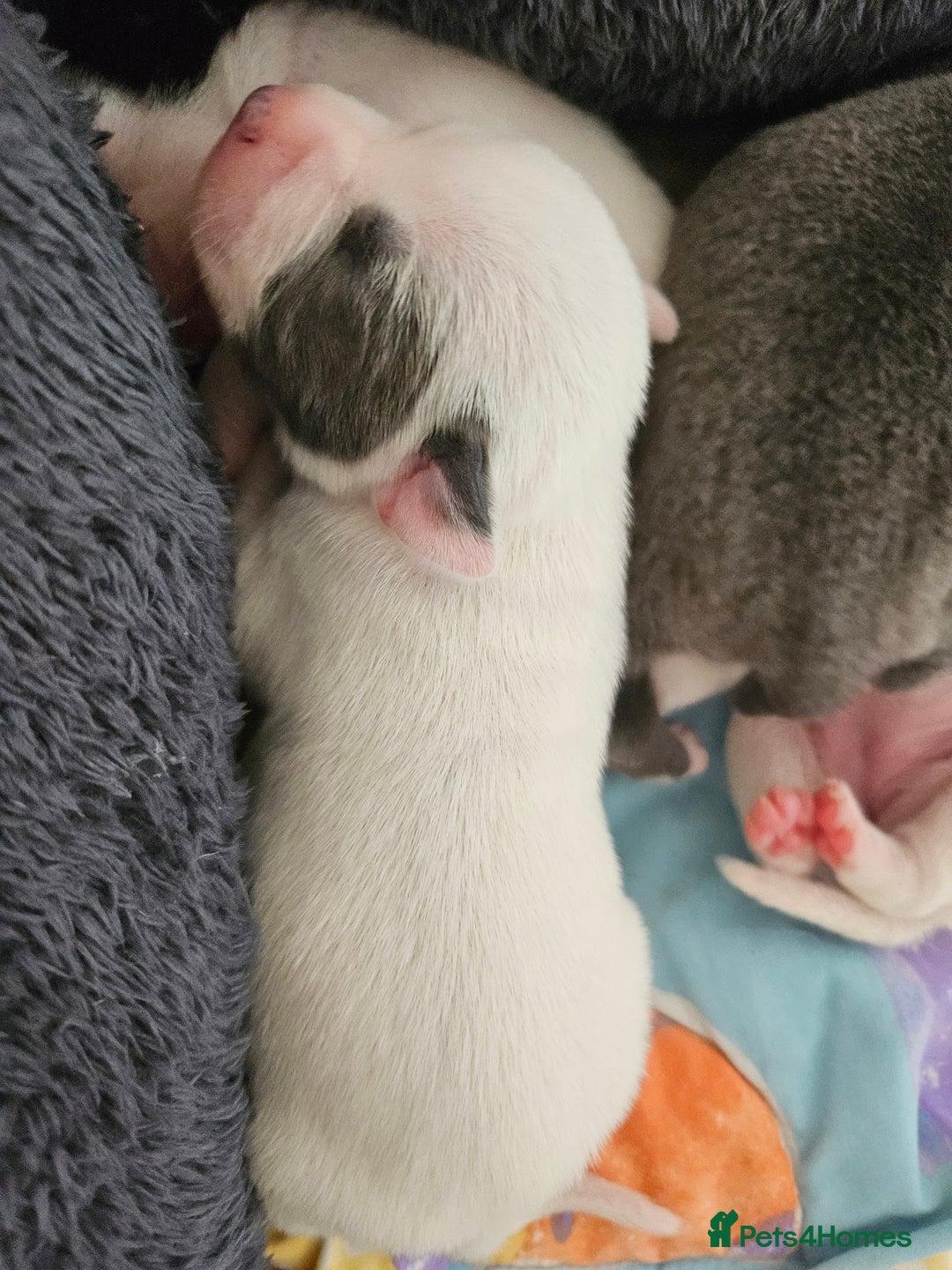Staffordshire Bull Terrier dogs for sale:  Unique Classic Markings - Image 17