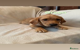 Labrador Retriever dogs for sale: Ready to leave! Beautiful KC Fox Red Labrador Girl - Image 4