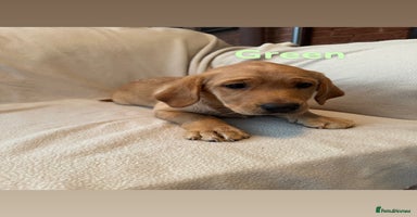 Labrador Retriever dogs - Advert 13