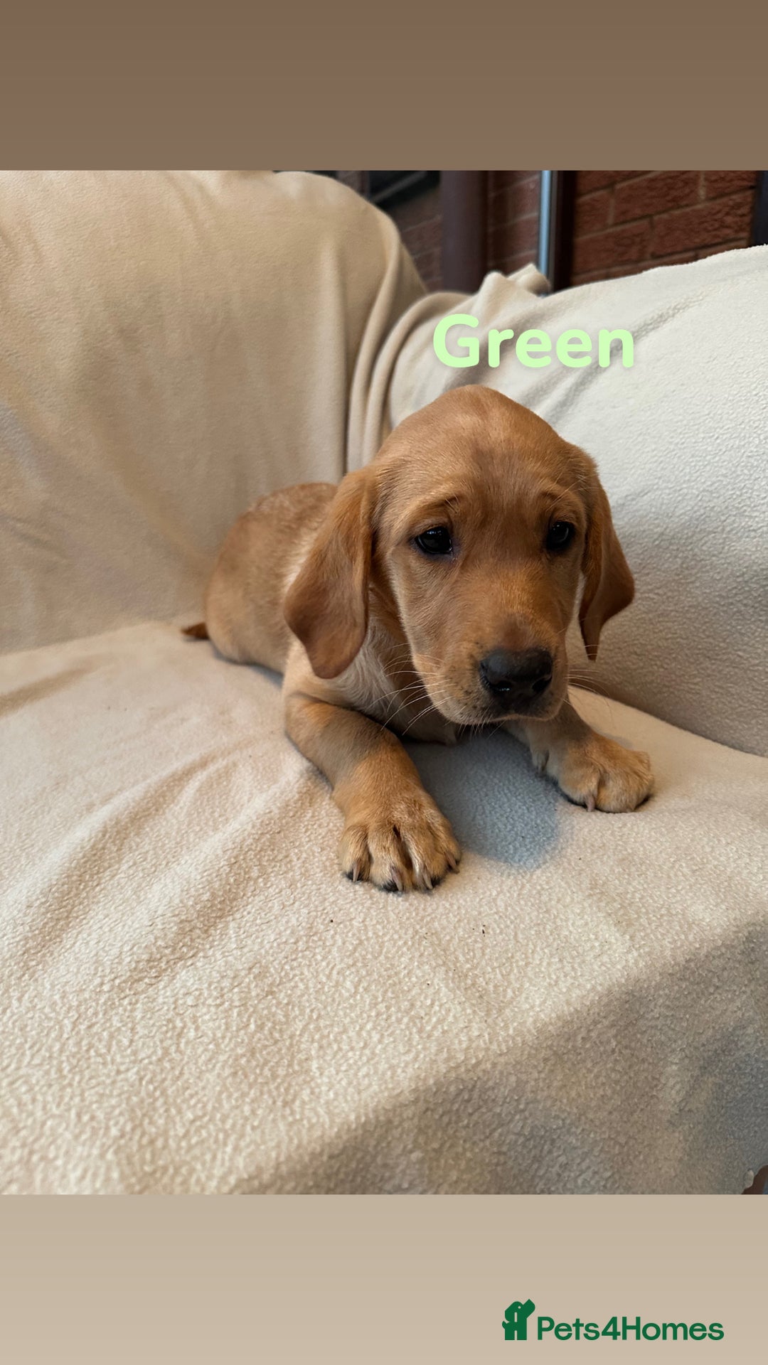 Labrador Retriever dogs for sale: Ready to leave! Beautiful KC Fox Red Labrador Girl - Image 4
