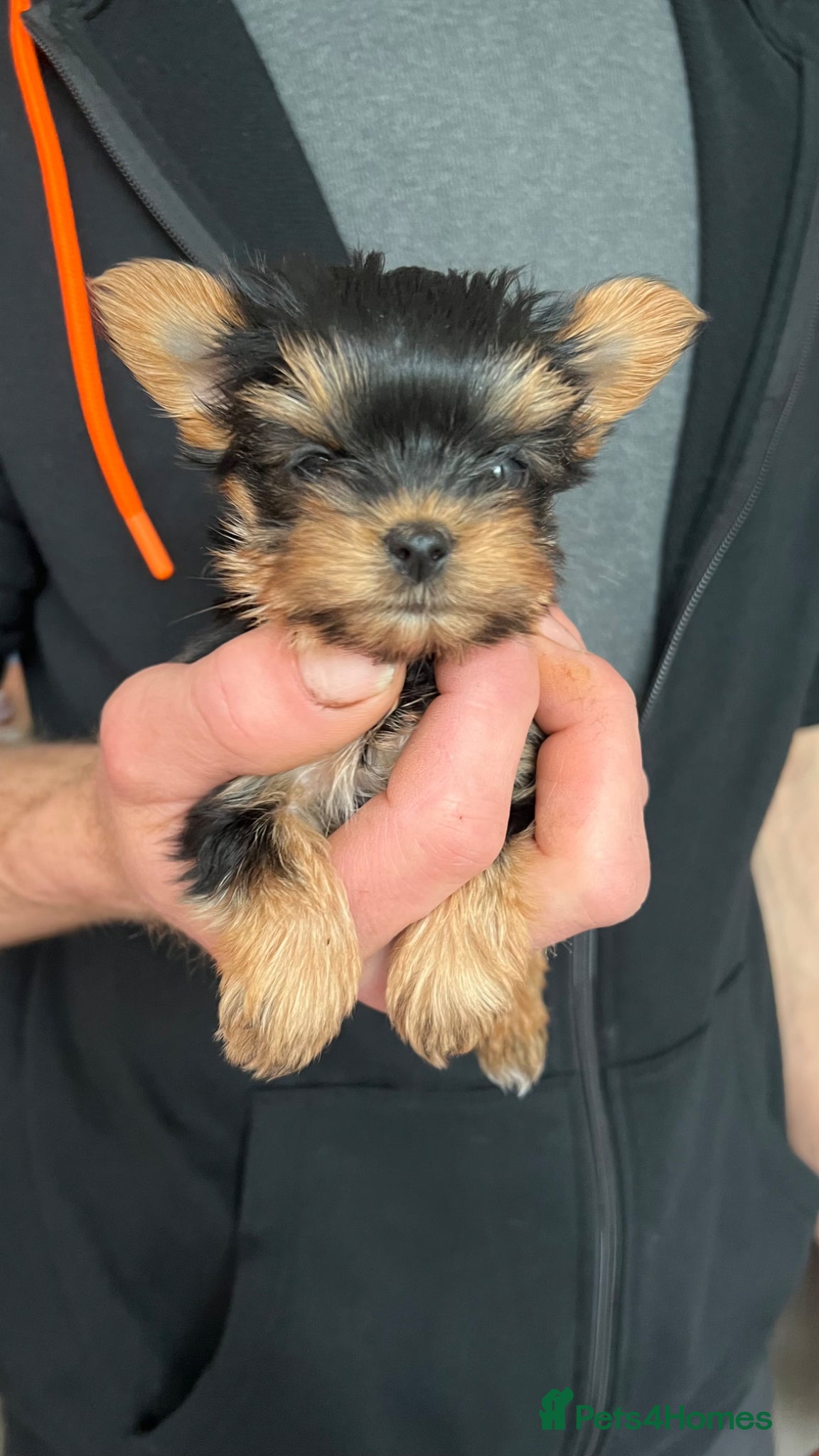 Yorkshire Terrier dogs Toy size pedigree Yorkie pups.  - Advert 11