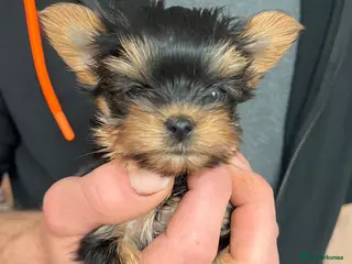 Yorkshire Terrier dogs Toy size pedigree Yorkie pups. - Advert 11