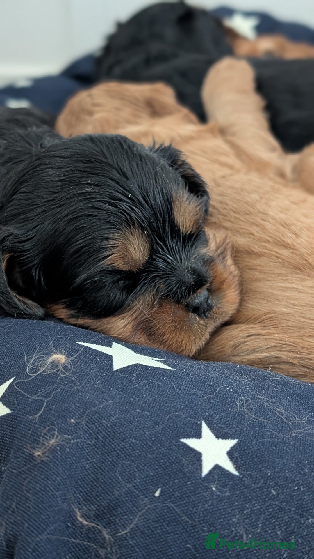 Cavalier King Charles Spaniel dogs for sale: Cavalier King Charles Spaniels beautiful pups - Image 12