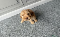 Cockapoo dogs for sale: Beautiful Cockerpoo Puppies. (Sand, Merle, Black) - Image 20