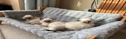 Ragdoll cats for sale: Ragdoll kittens tica registeted - Advert 5
