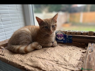 American Shorthair cats URGENT American shorthaired rehoming - Advert 2