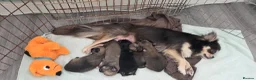 Chihuahua dogs for sale: Longhaired Chihuahua Pups - Advert 4