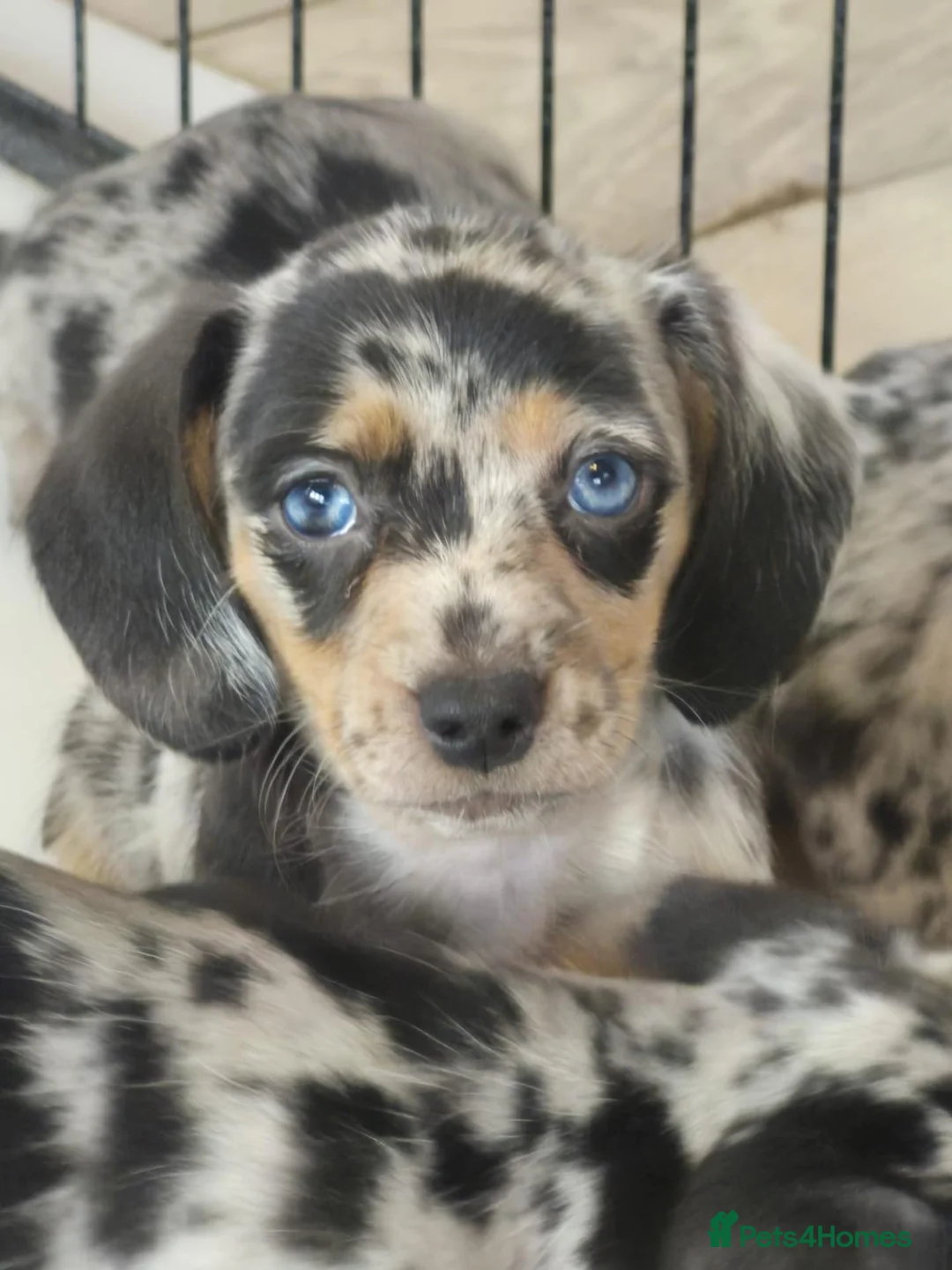 Dachshund dogs for sale: Adorable puppies looking for new home - Advert 12