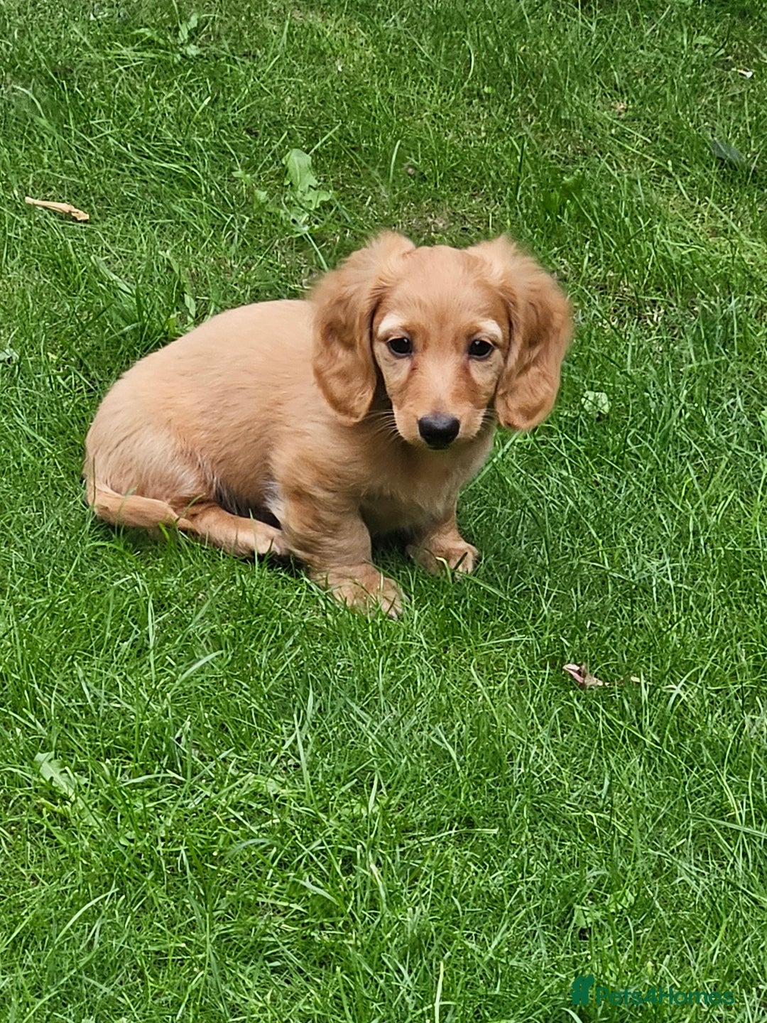 For Sale Baby Dachshund Long Hair Wiener Dog Baby Dachshund For - Main Image
