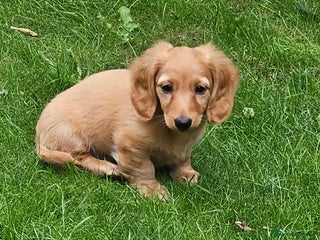 Dachshund dogs - Advert 18