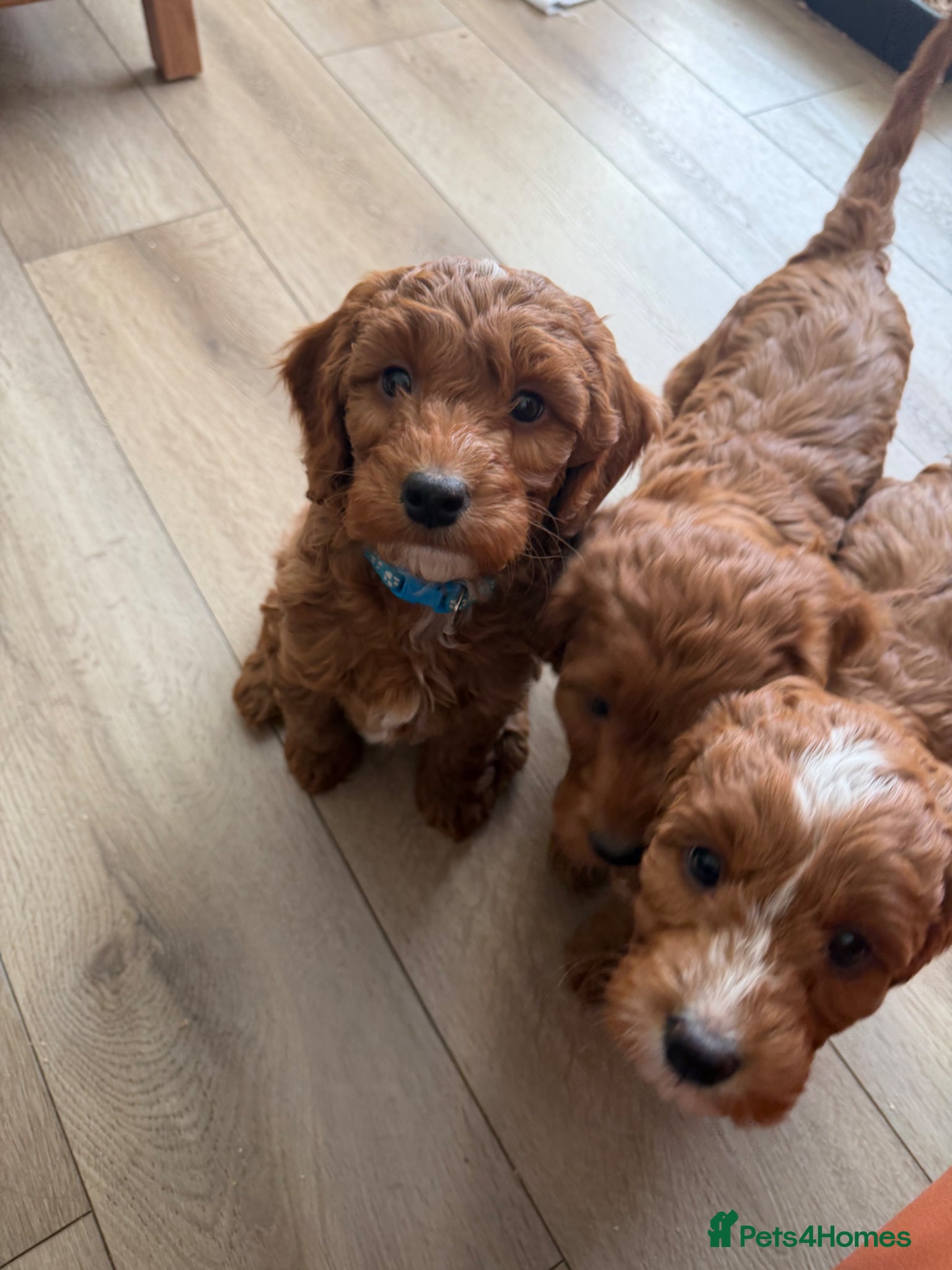 Cockapoo dogs 🌸Extensively health tested cockapoo puppy🌸 - Advert 2