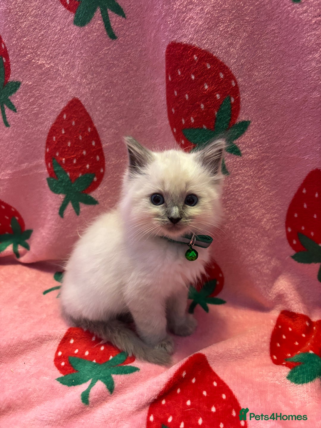 Ragdoll cats for sale: GCCF ACTIVE Registered Ragdoll Kittens  - Image 9