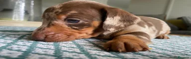 Miniature Dachshund 3