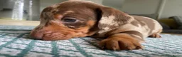 Miniature Dachshund dogs for sale: 🐶 READY NOW 🐶 - Advert 17