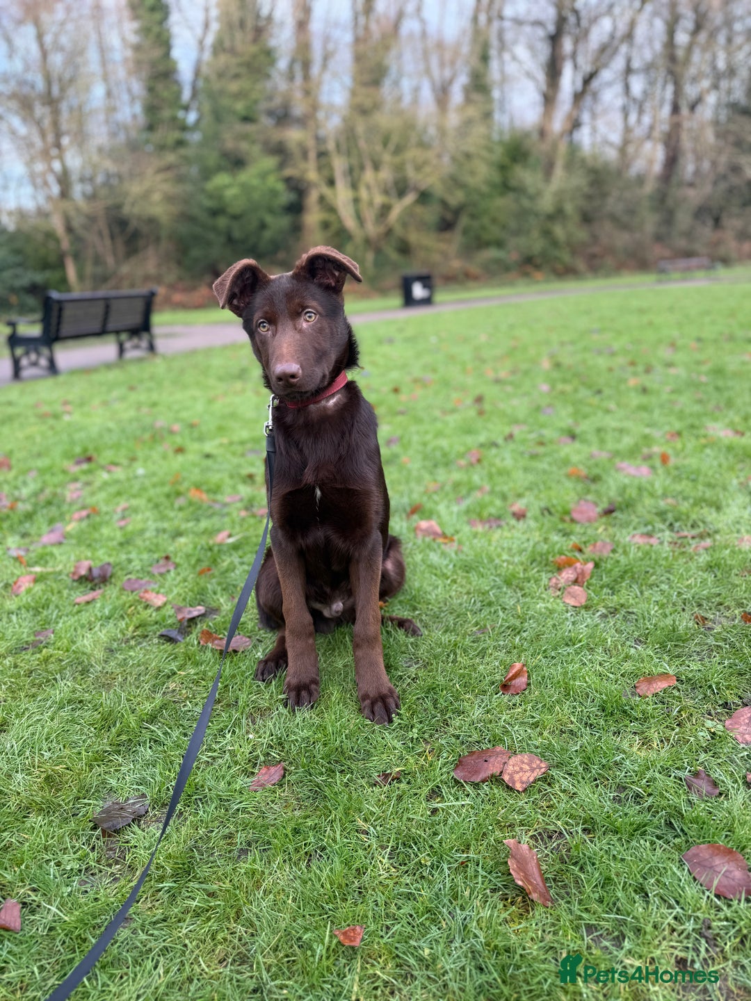 German Shepherd dogs for sale: Liver & Tan German Shepherd Young, Male, Trained  - Advert 11