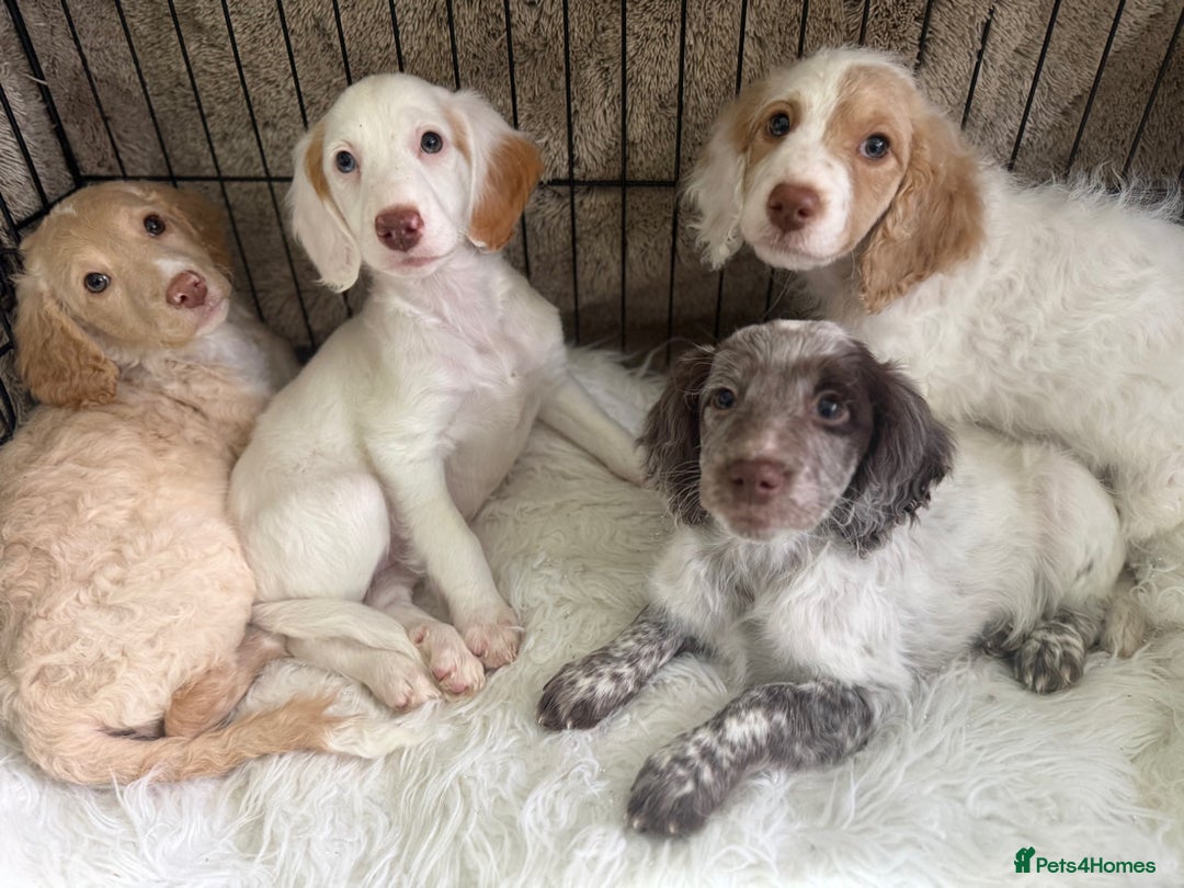 Cockapoo dogs for sale: F1b Cockapoo puppies - Advert 1