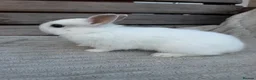 Netherland Dwarf rabbits for sale: 3 gorgeous netherland dwarf babies in Welwyn Garden City - Advert 5
