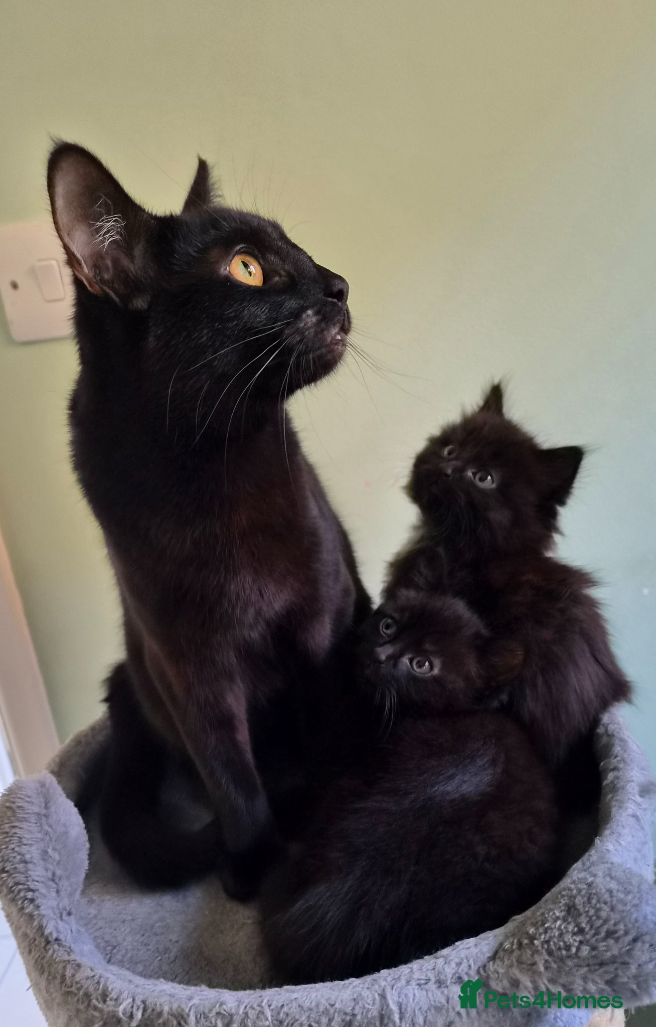 Mixed Breed cats 2 Lovely mixed breed part Ragdoll kittens  - Advert 1