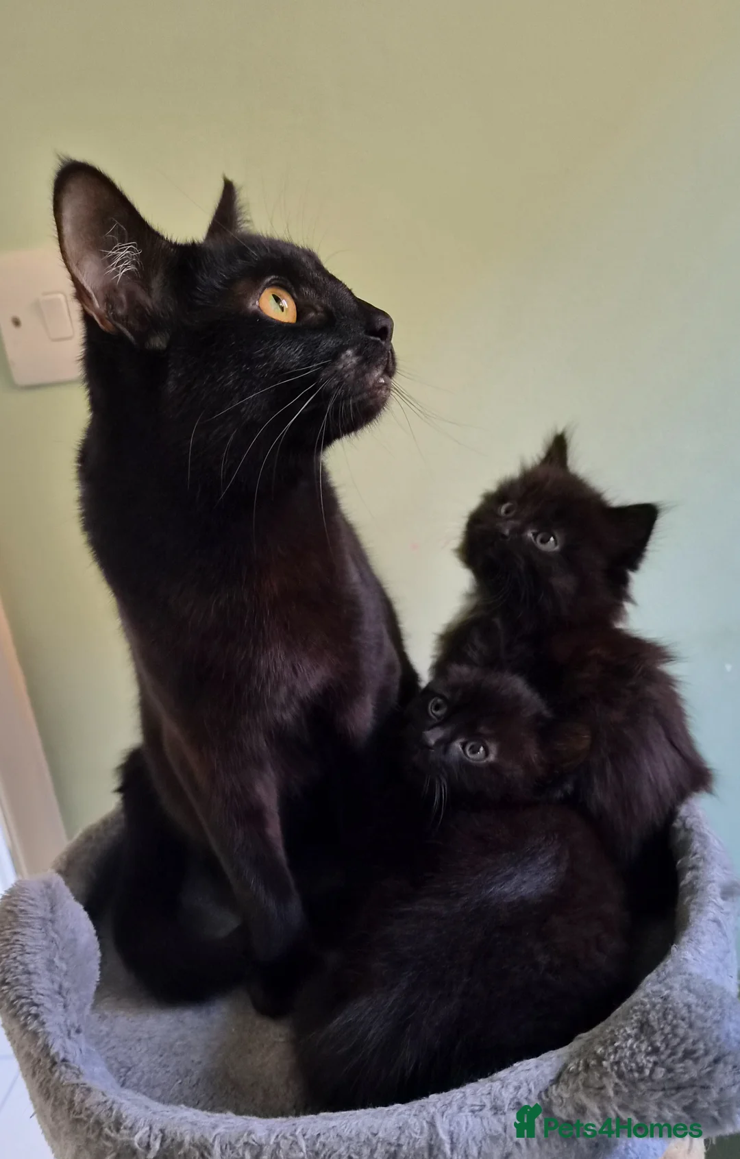 Mixed Breed cats for sale: 2 Lovely mixed breed part Ragdoll kittens  in Colchester - Advert 1