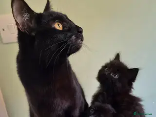 Mixed Breed cats 2 Lovely mixed breed part Ragdoll kittens - Advert 1