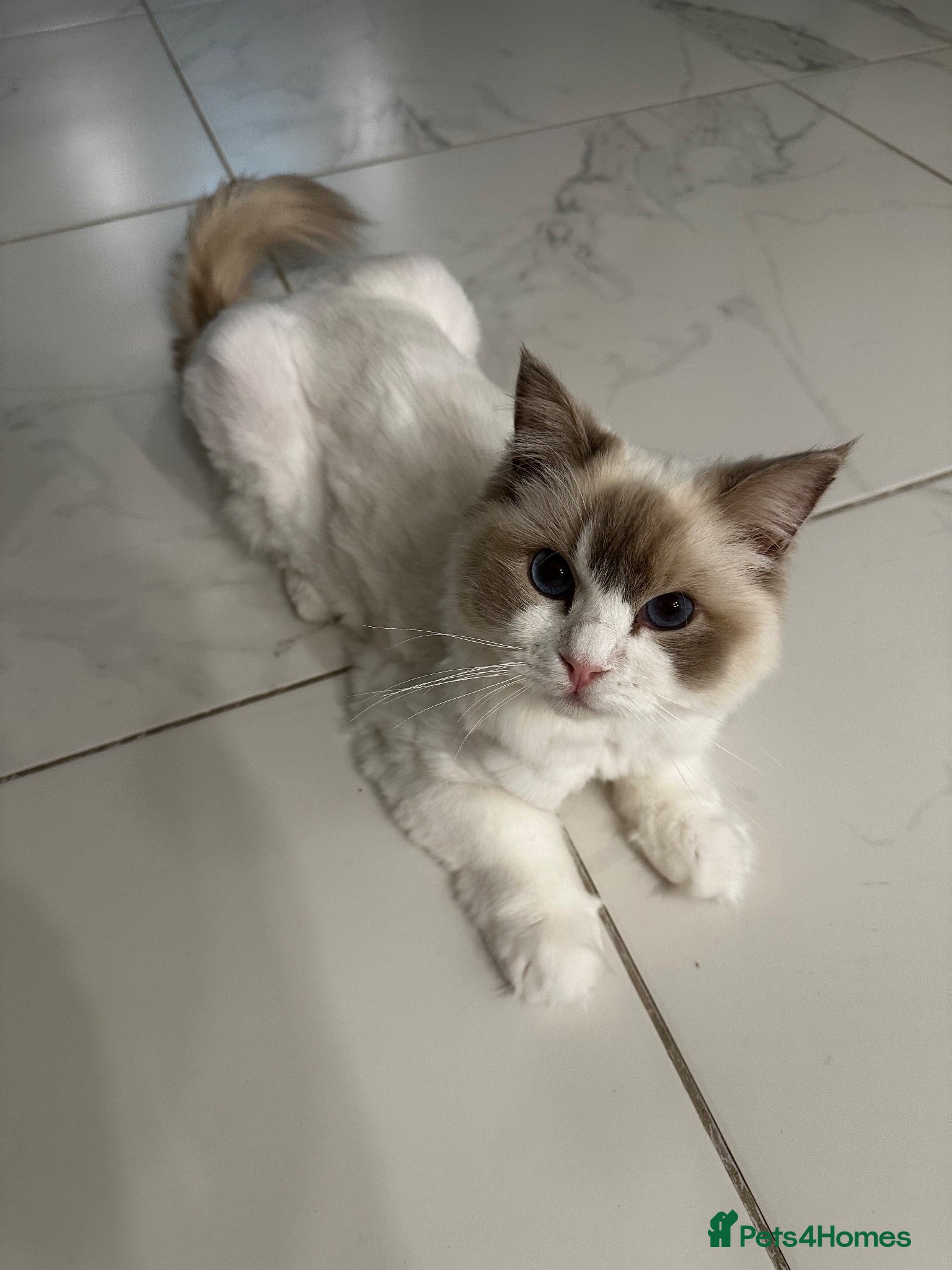Ragdoll cats 💜 Lilac Lynx bicolour Ragdoll Girl 🩷  - Advert 3