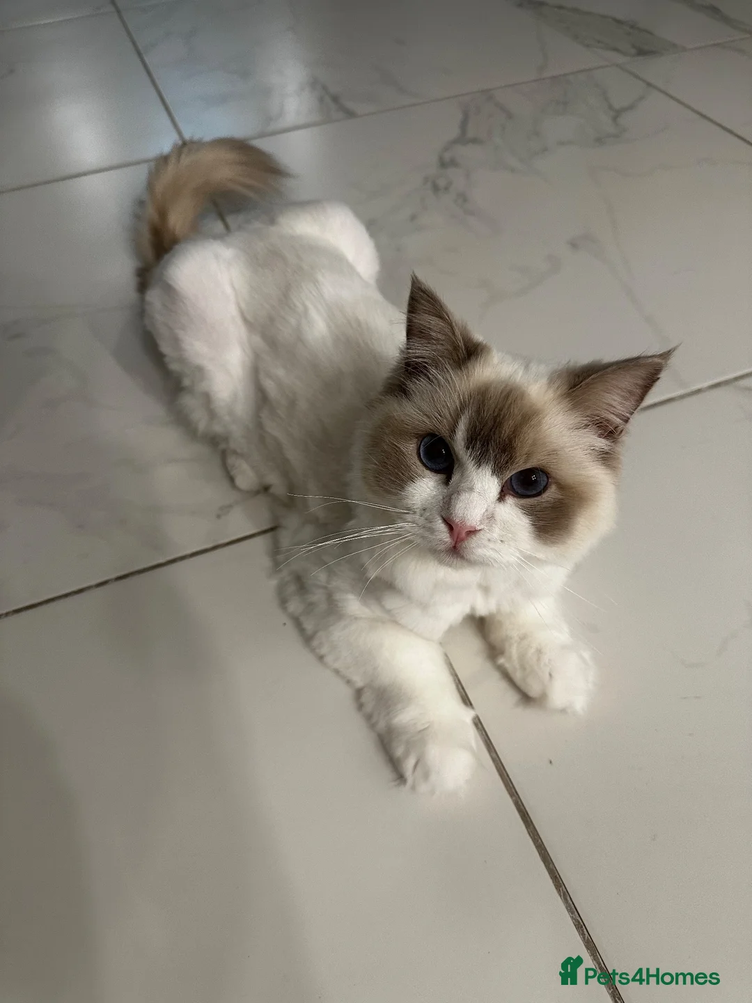 Ragdoll cats for sale: 💜 Lilac Lynx bicolour Ragdoll Girl 🩷  - Advert 1
