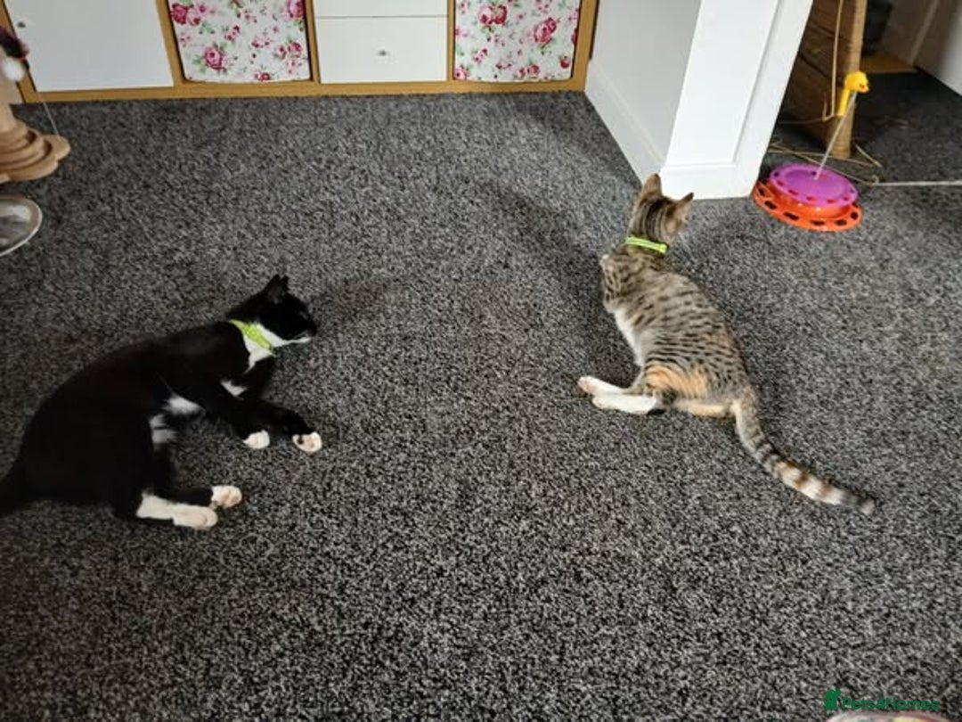 British Shorthair cats for sale: BOBBY & PIXIE - Image 4