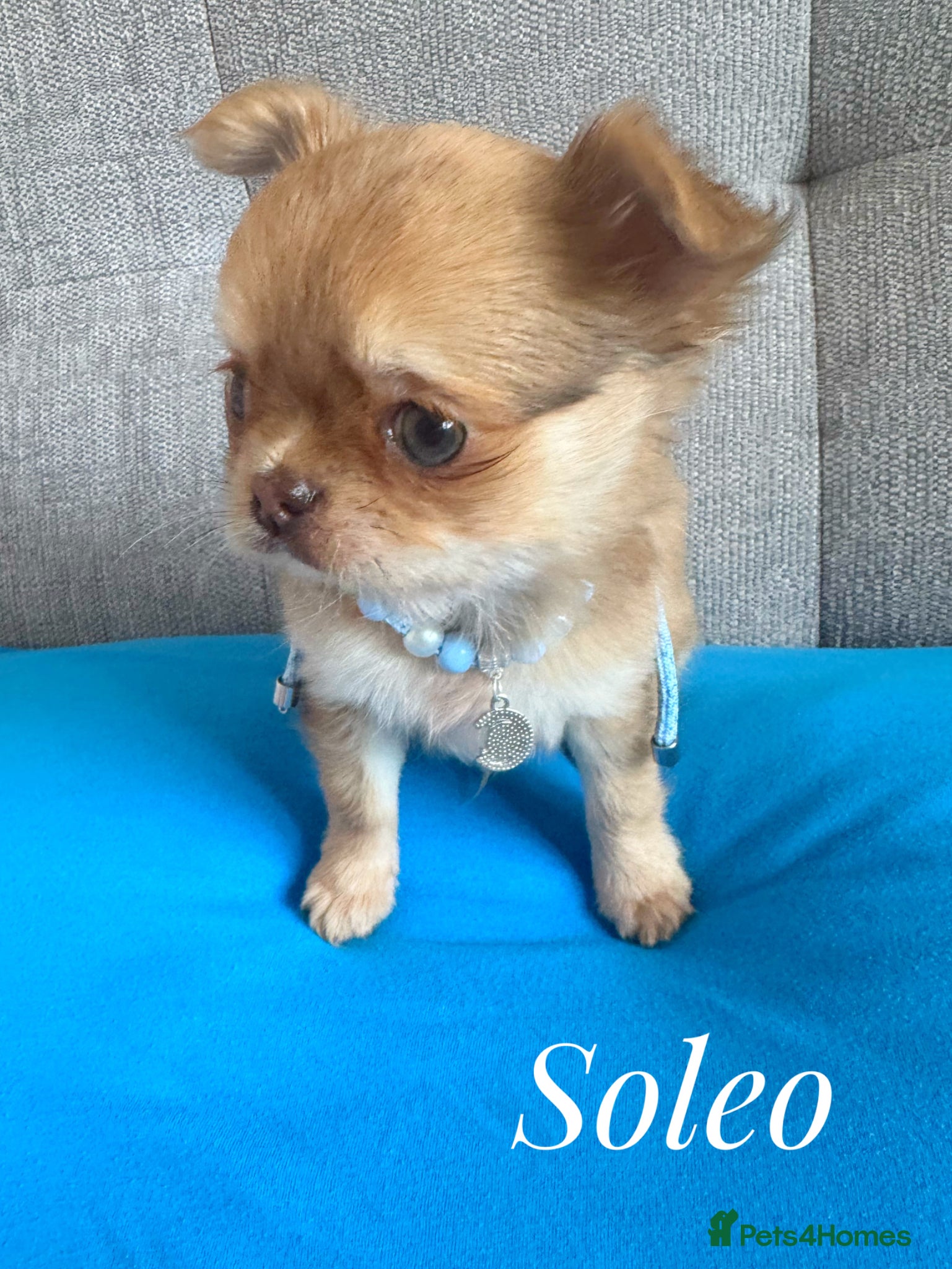 Chihuahua dogs Chihuahua puppies lilac merle Russian lines - Advert 2