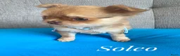 Chihuahua dogs for sale: Chihuahua puppies lilac merle Russian lines - Advert 1