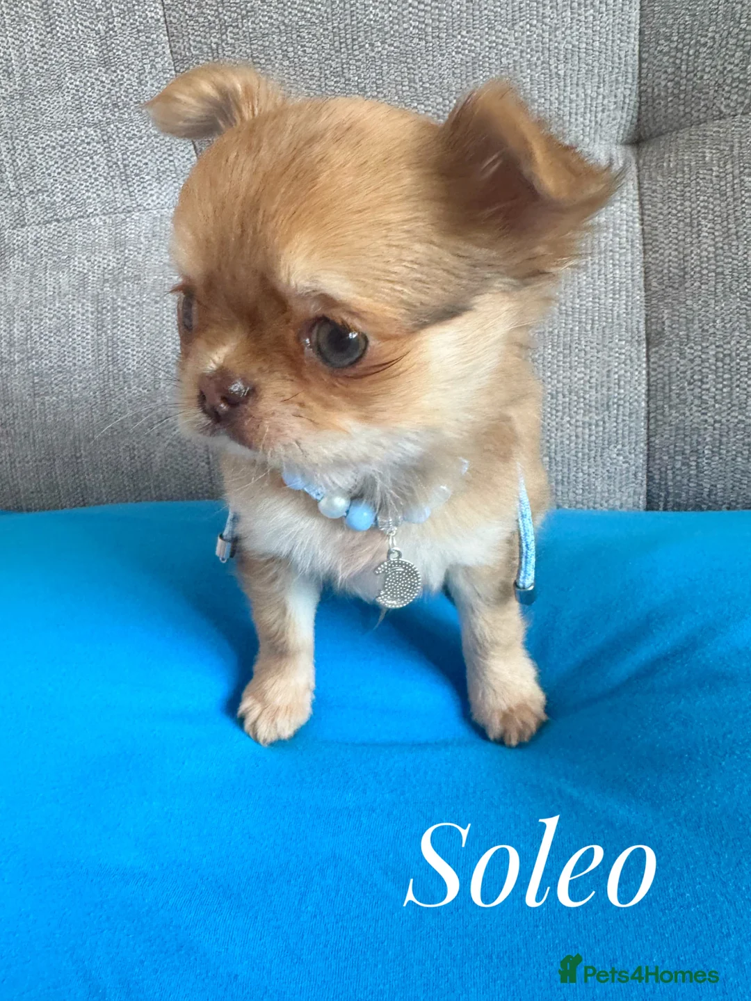 Chihuahua dogs for sale: Chihuahua puppies lilac merle Russian lines - Advert 1