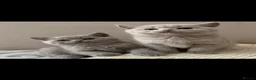 British Shorthair cats for sale: GCCF Chunky bead lilac Kittens - Advert 15