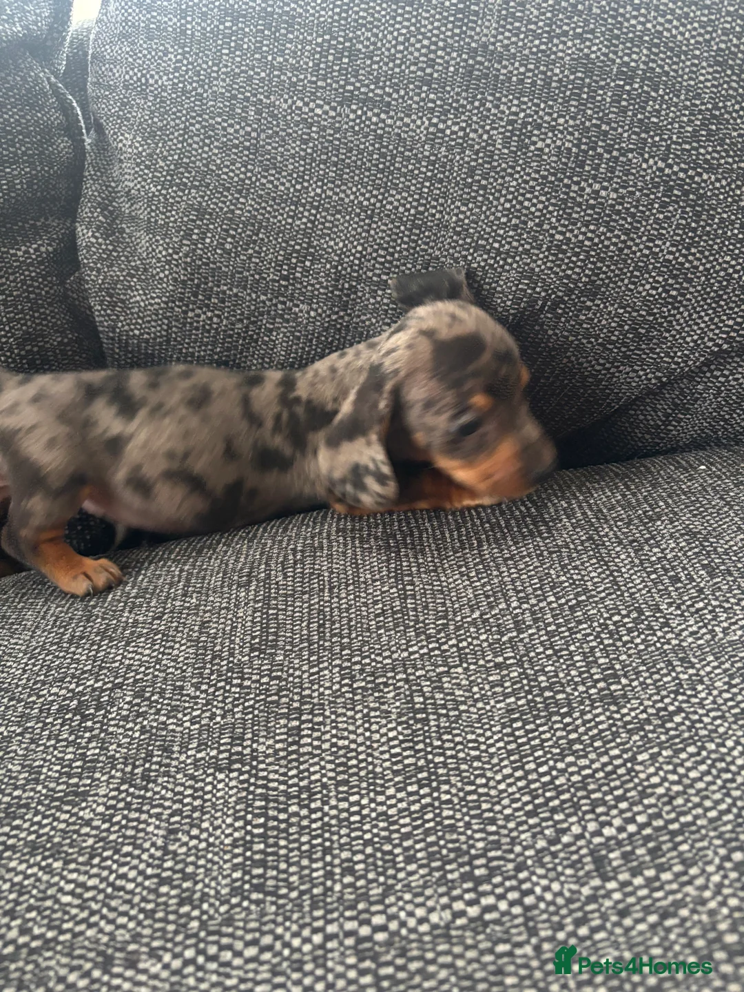 Dachshund dogs for sale: 3 male dachshund puppies  - Advert 10