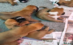 Boxer dogs for sale: 5 STAR LICENSE BREDDER   22 years experience  - Image 5