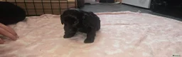 Cockapoo dogs for sale: Cockapoo Puppies  - Advert 12