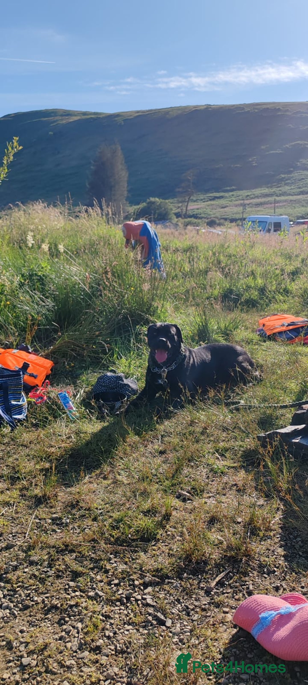 Cane Corso dogs for sale: Cane Corso  - Advert 8